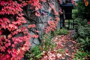 Red leaves in the fall at the University of British Columbia Vancouver Campus at the 2019 National Forum on Wellness in Post-Secondary Education.