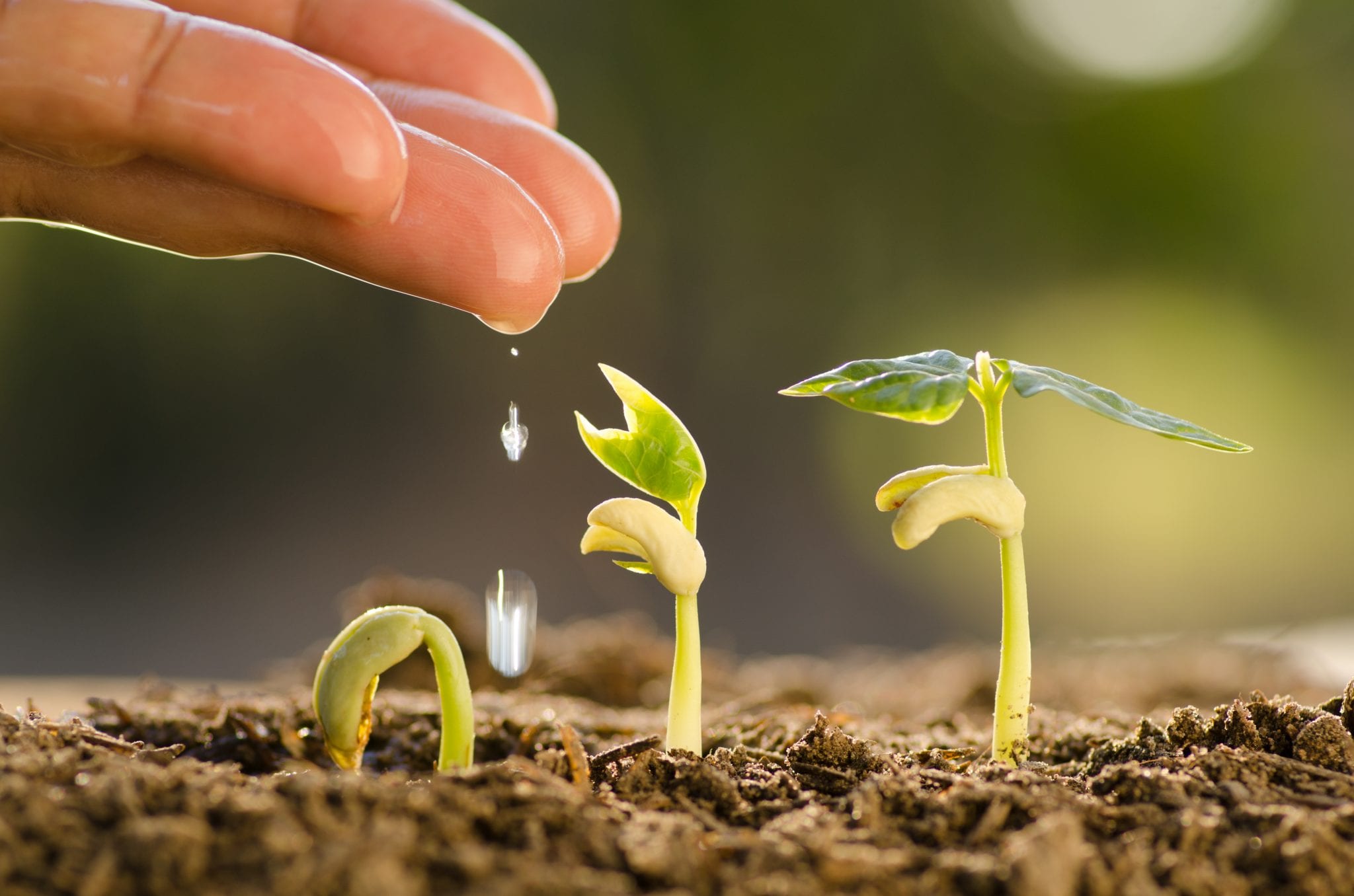 Water drips from a hand onto young plants, building resilience in nature to represent building resilience in yourself and others.