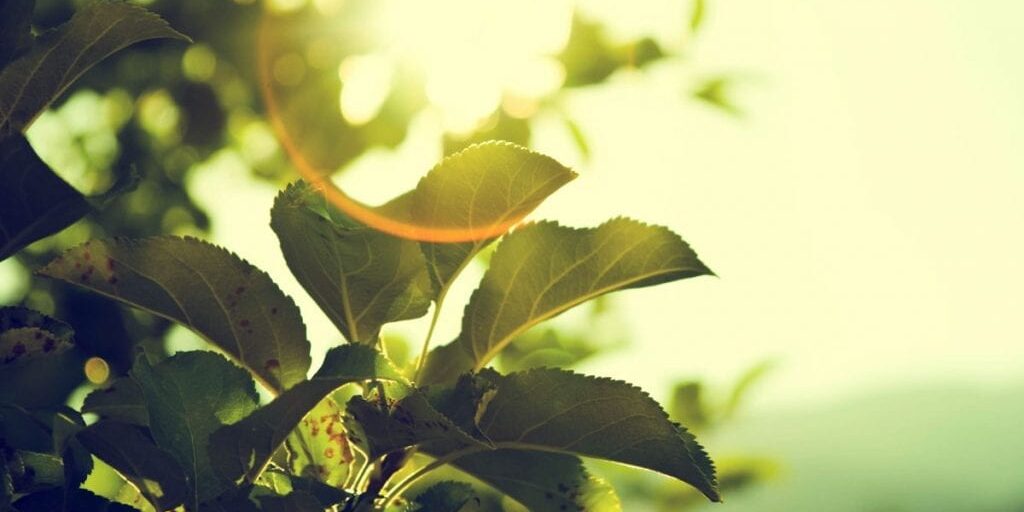 Close up of green leaves from below with sunshine above and a sun spot creating an orange ring.